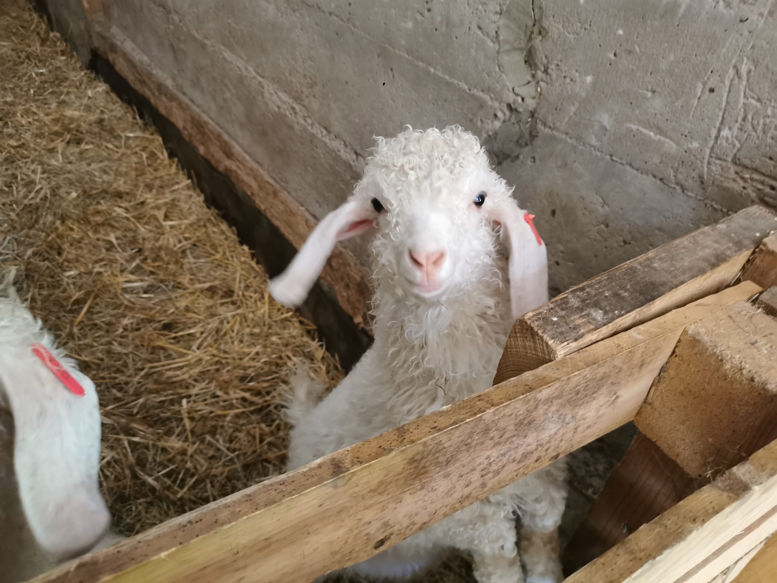 Ruby Aumohairdelachtitebiquette - Ruby est fier de son Mohair